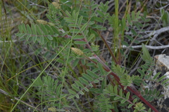 Astragalus collinus