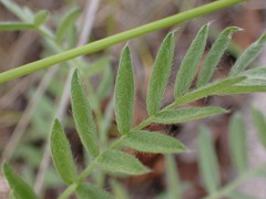 Galegeae