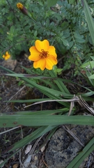 Tagetes tenuifolia