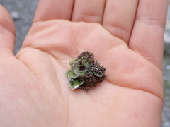 Solorina saccata