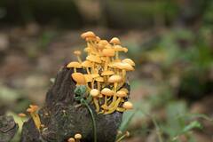 Tricholomopsis aurea