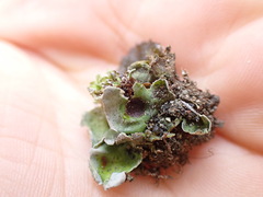Solorina saccata