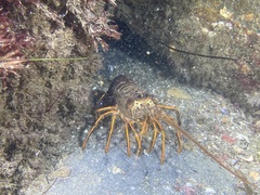 Panulirus interruptus