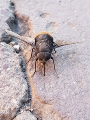 Orthorrhapha