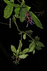 Palicourea ovalis
