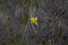 Nothocalais troximoides