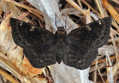 Burca concolor