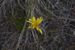 Nothocalais troximoides