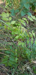 Wisteria floribunda