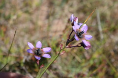 Ixia monadelpha