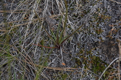 Nothocalais troximoides