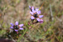 Ixia monadelpha