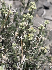 Fendlerella utahensis