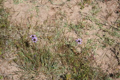 Ixia monadelpha