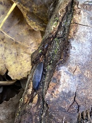 Arion intermedius