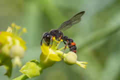 Cerceris concinna