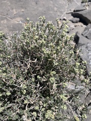 Fendlerella utahensis