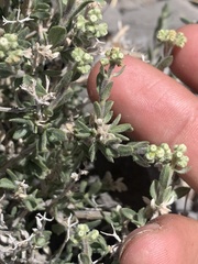 Fendlerella utahensis