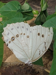 Morpho polyphemus polyphemus