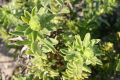 Pteronia onobromoides