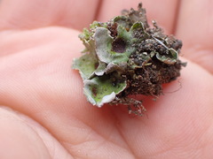 Solorina saccata
