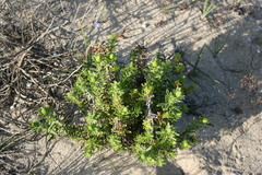 Pteronia onobromoides