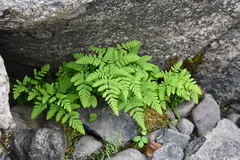 Gymnocarpium jessoense