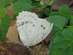 Morpho polyphemus polyphemus