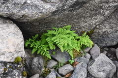 Gymnocarpium jessoense