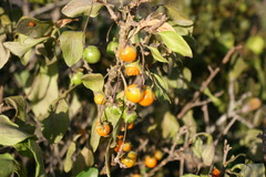 Solanum guineense