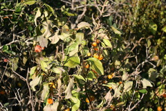 Solanum guineense