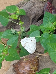 Morpho polyphemus polyphemus