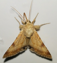 Heliothis peltigera