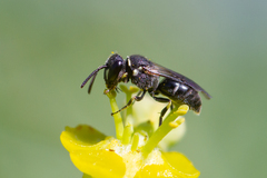 Hylaeus punctatus