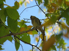 Setophaga coronata
