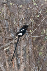 Lanius melanoleucus