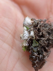 Solorina saccata