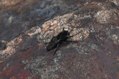 Cyrtopogon
