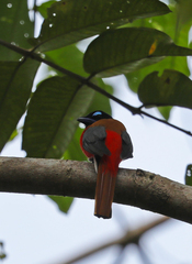 Harpactes duvaucelii