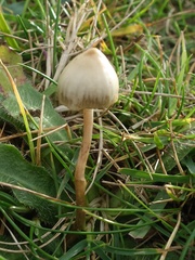 Psilocybe semilanceata