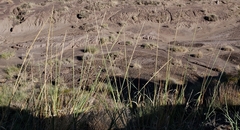 Sporobolus contractus