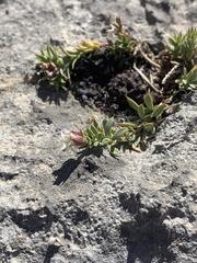 Glossopetalon pungens