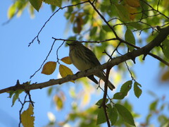 Setophaga coronata
