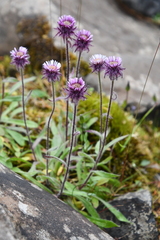 Erigeron eriocalyx