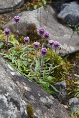 Erigeron eriocalyx
