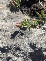 Glossopetalon pungens