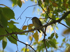 Setophaga coronata