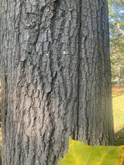 Quercus palustris