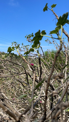 Malva assurgentiflora
