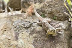 Stenocercus crassicaudatus